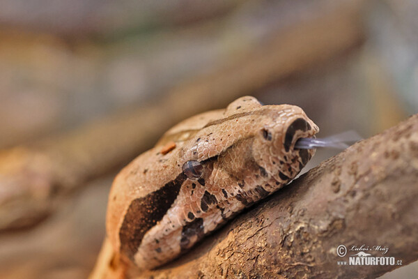 Python (Boa constrictor)