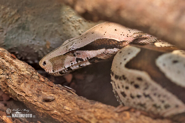 Python (Boa constrictor)