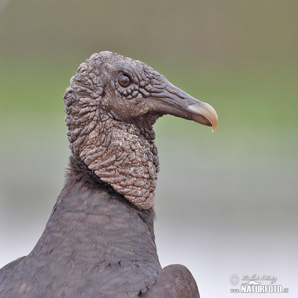 Rabengeier (Coragyps atratus)