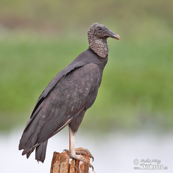 Rabengeier (Coragyps atratus)