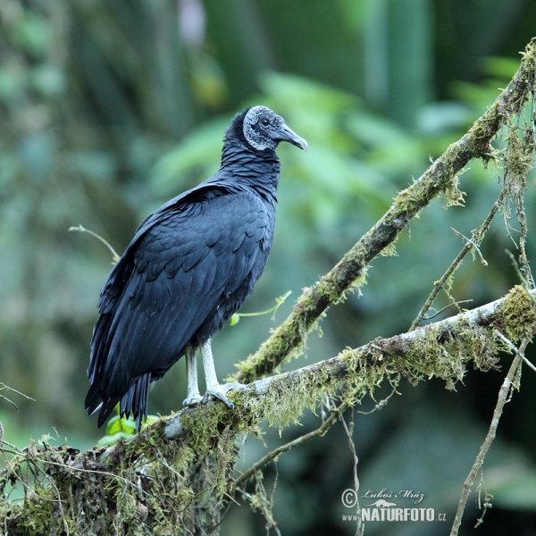 Rabengeier (Coragyps atratus)