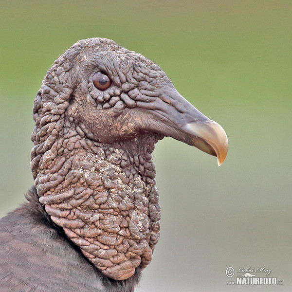 Rabengeier (Coragyps atratus)