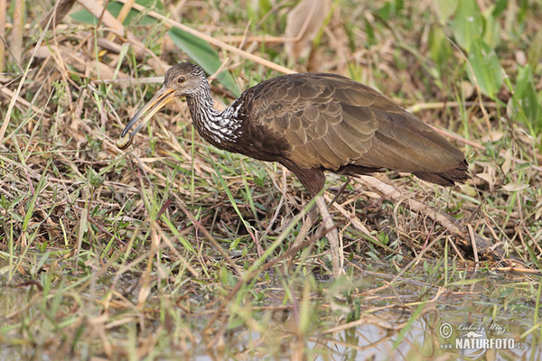 Rallenkranich (Aramus guarauna)