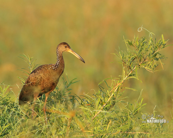 Rallenkranich (Aramus guarauna)