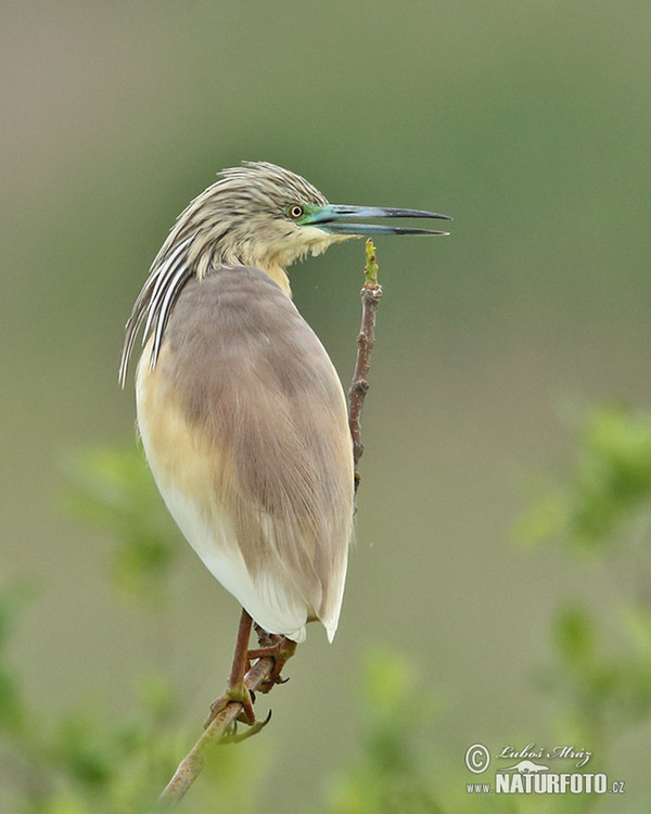 Rallenreiher (Ardeola ralloides)