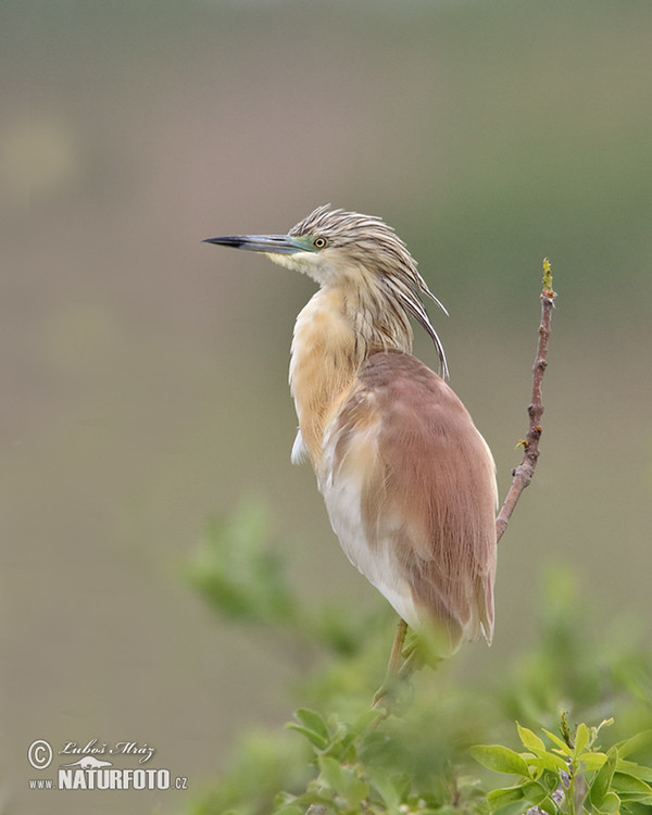 Rallenreiher (Ardeola ralloides)