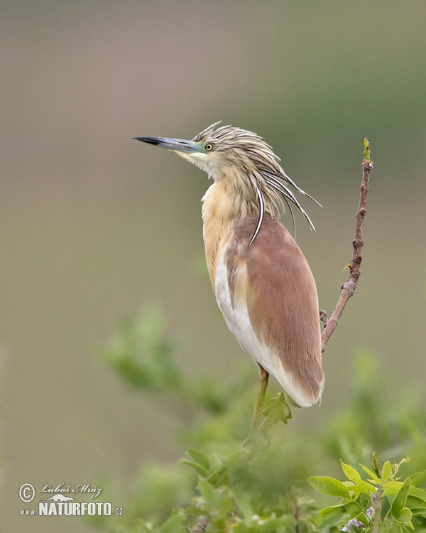 Rallenreiher (Ardeola ralloides)