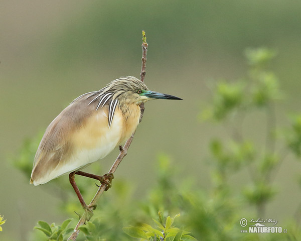 Rallenreiher (Ardeola ralloides)