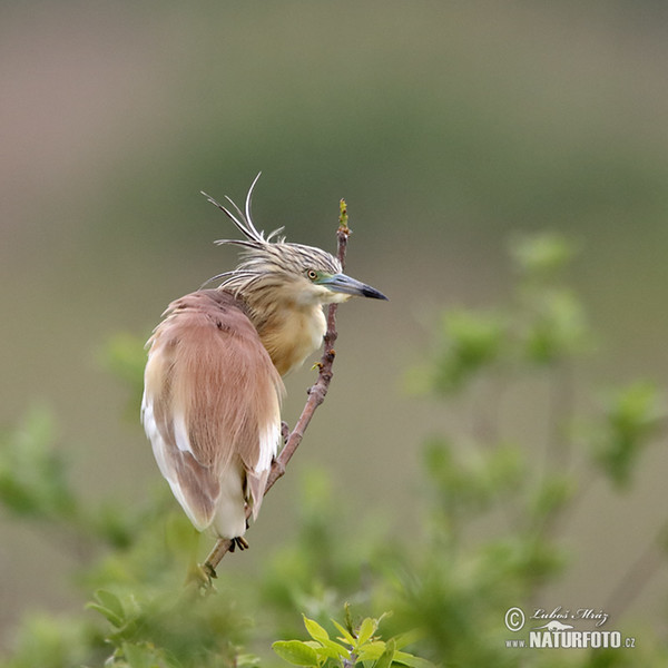 Rallenreiher (Ardeola ralloides)