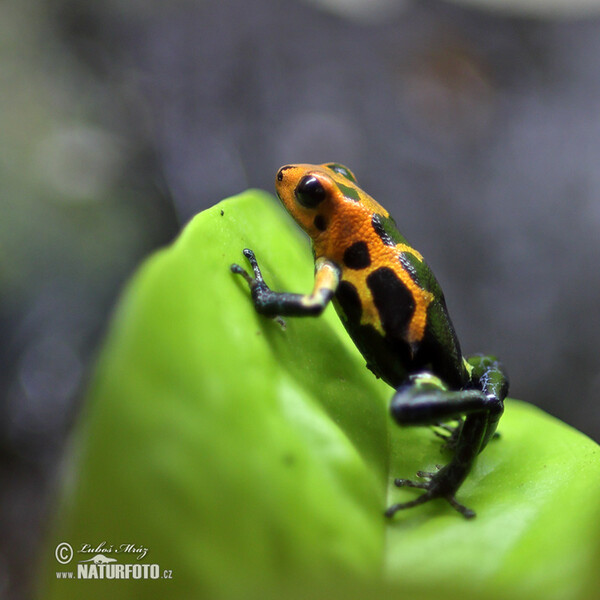 Ranitomeya imitator (Ranitomeya imitator)