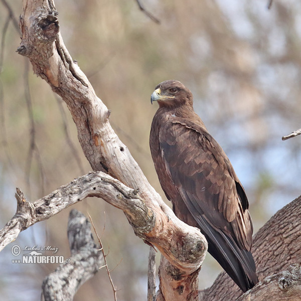 Raubadler (Aquila rapax)