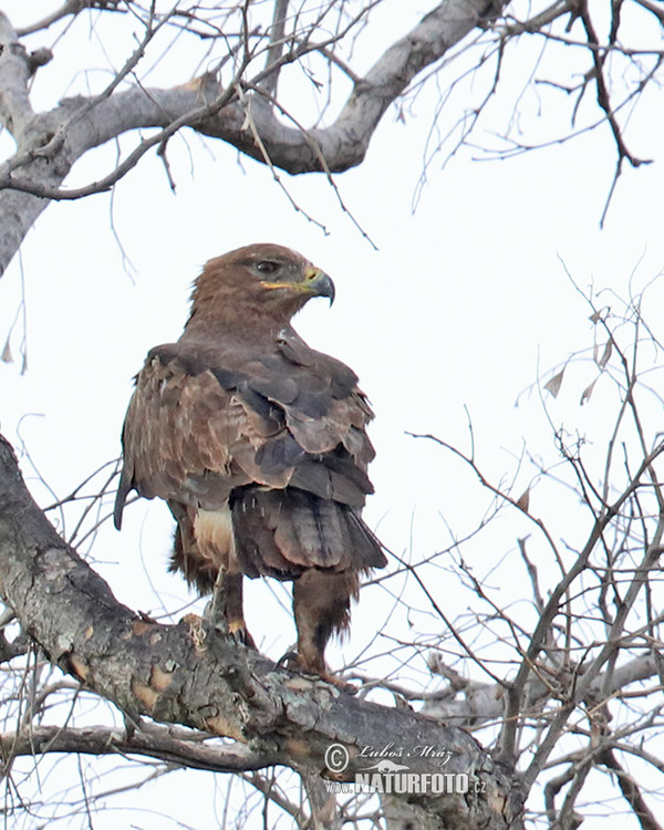 Raubadler (Aquila rapax)