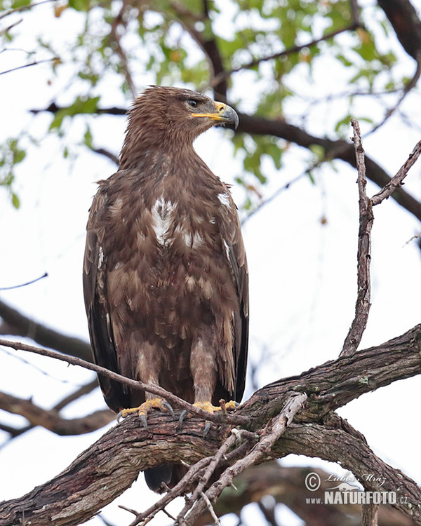 Raubadler (Aquila rapax)