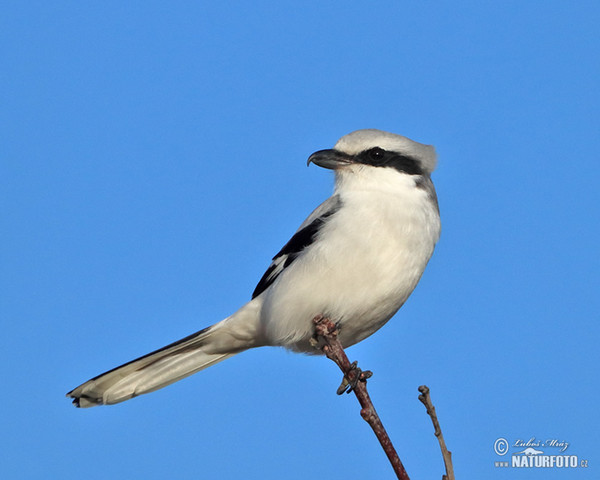 Raubwürger (Lanius excubitor)