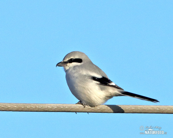 Raubwürger (Lanius excubitor)