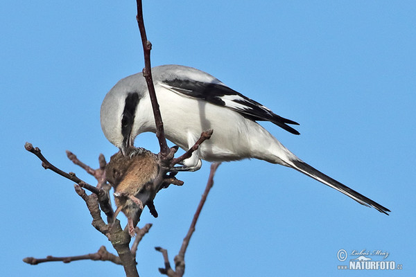 Raubwürger (Lanius excubitor)