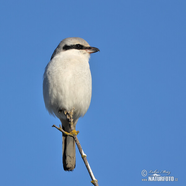 Raubwürger (Lanius excubitor)