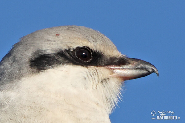 Raubwürger (Lanius excubitor)