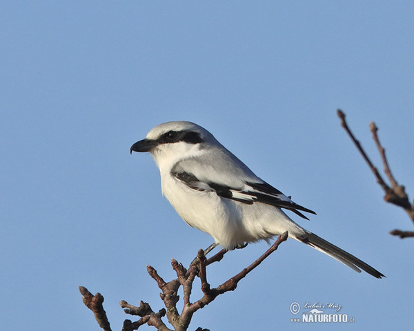 Raubwürger (Lanius excubitor)