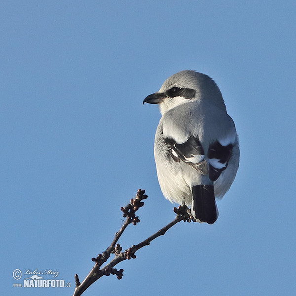 Raubwürger (Lanius excubitor)