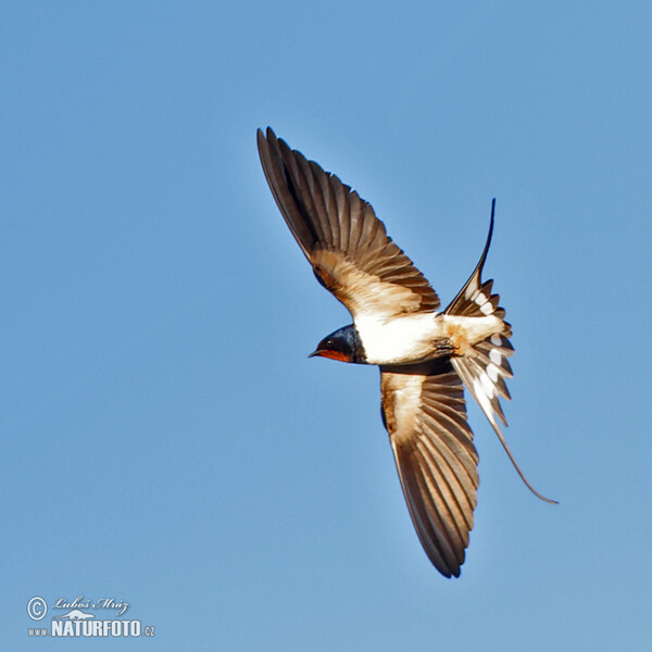 Rauchschwalbe (Hirundo rustica)