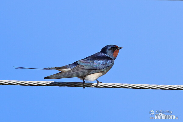 Rauchschwalbe (Hirundo rustica)