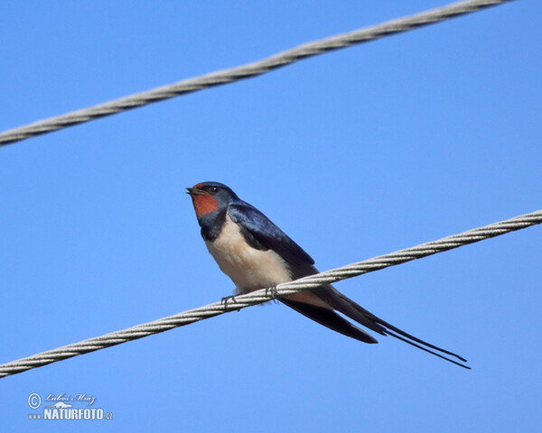 Rauchschwalbe (Hirundo rustica)