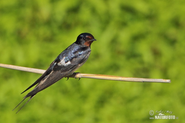 Rauchschwalbe (Hirundo rustica)