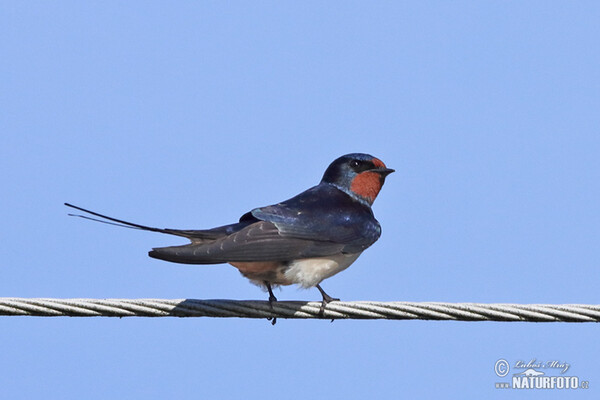 Rauchschwalbe (Hirundo rustica)