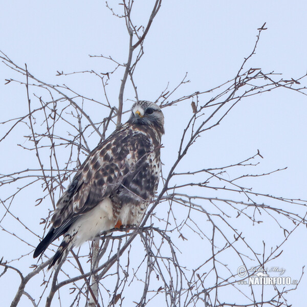 Rauhfußbussard (Buteo lagopus)