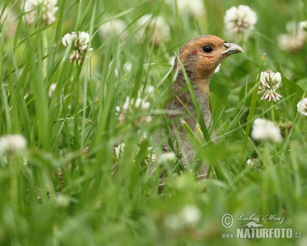 Rebhuhn (Perdix perdix)