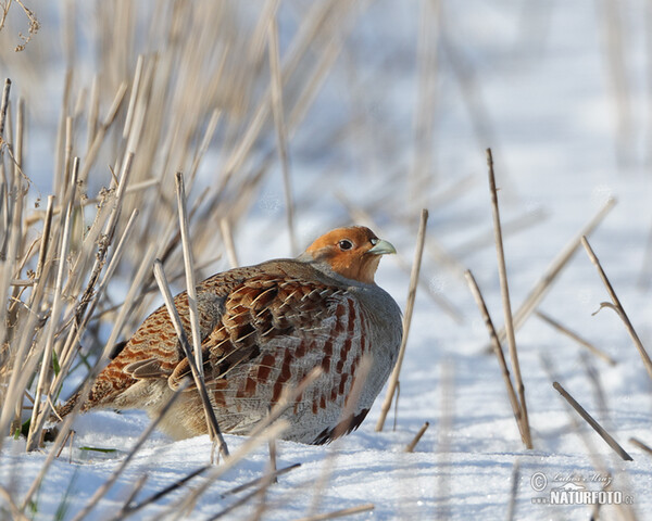 Rebhuhn (Perdix perdix)