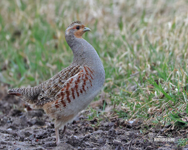 Rebhuhn (Perdix perdix)