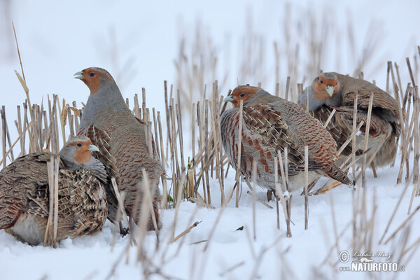 Rebhuhn (Perdix perdix)