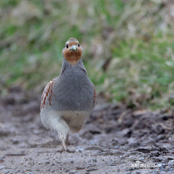 Rebhuhn (Perdix perdix)