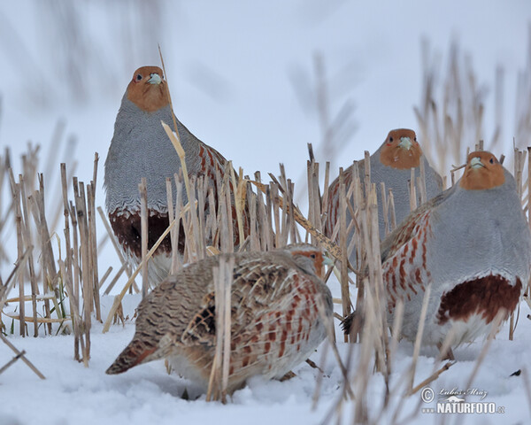 Rebhuhn (Perdix perdix)