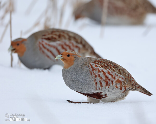 Rebhuhn (Perdix perdix)