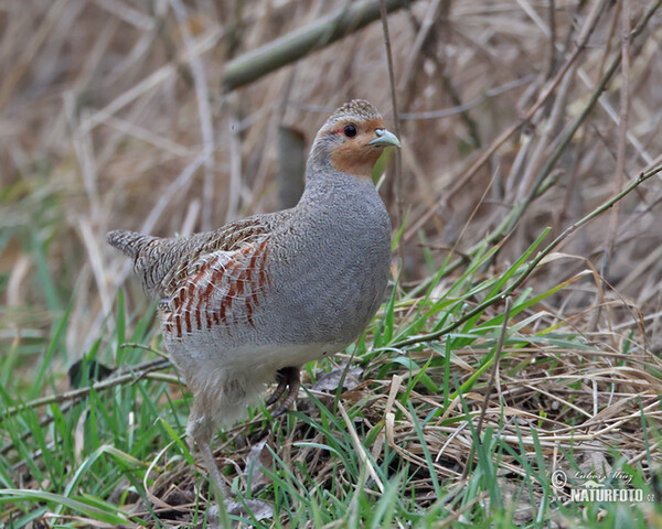 Rebhuhn (Perdix perdix)