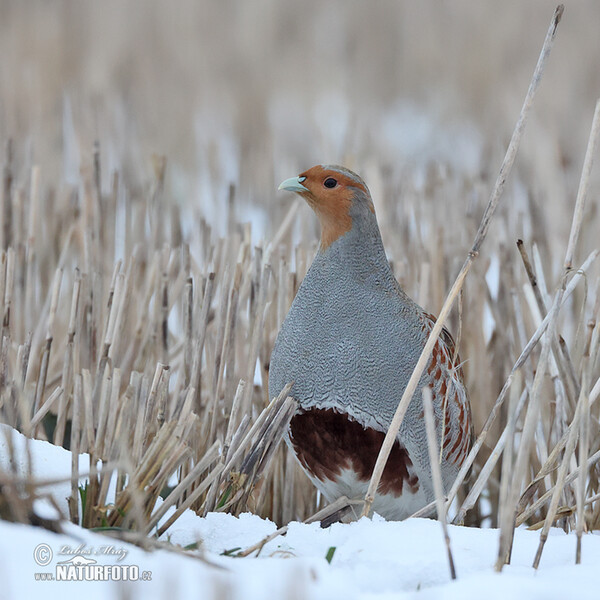 Rebhuhn (Perdix perdix)