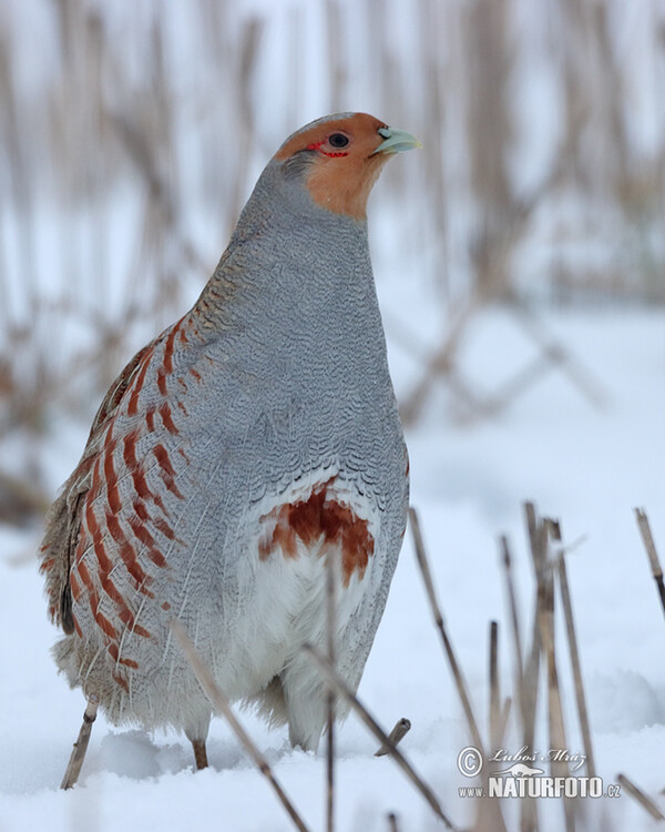 Rebhuhn (Perdix perdix)