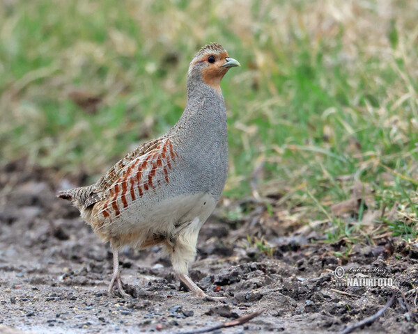Rebhuhn (Perdix perdix)