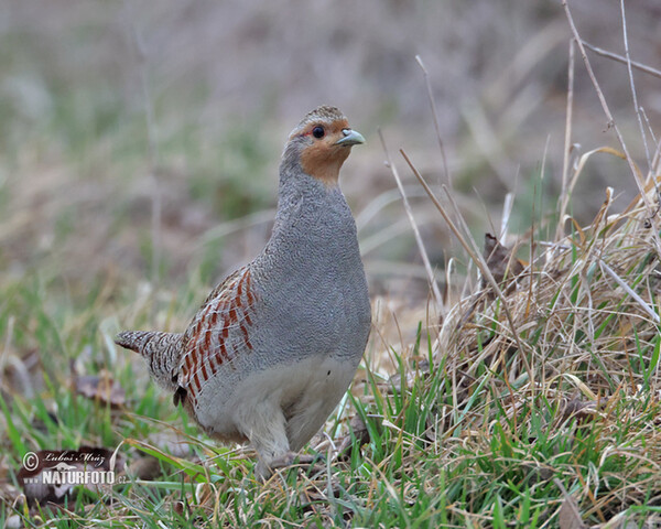 Rebhuhn (Perdix perdix)