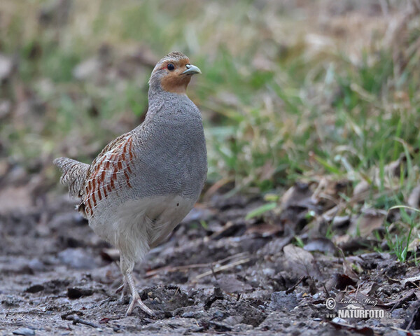 Rebhuhn (Perdix perdix)
