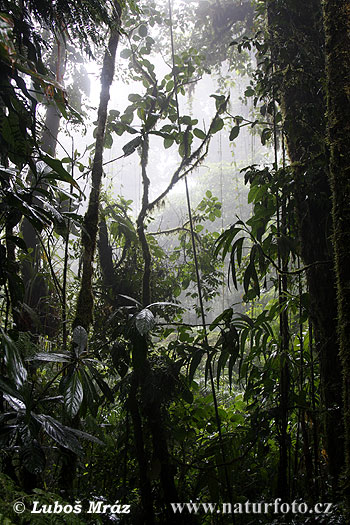 Regen Wald (CR)