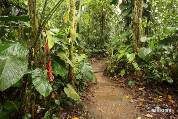 Regen Wald (EC)