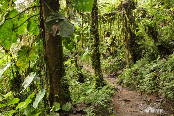 Regen Wald (EC)