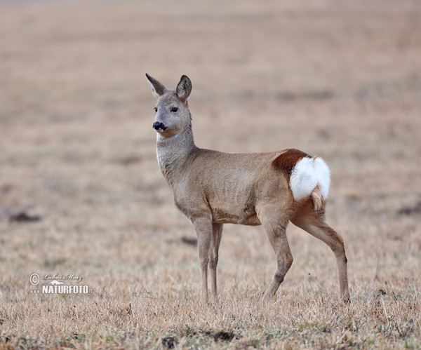 Reh (Capreolus capreolus)