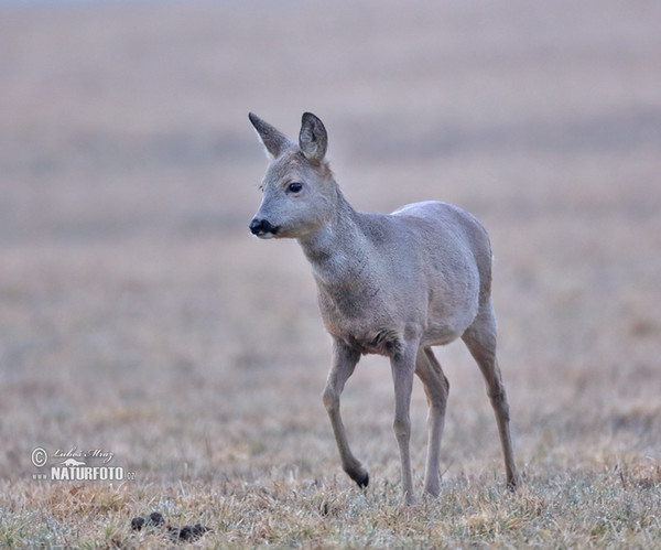 Reh (Capreolus capreolus)