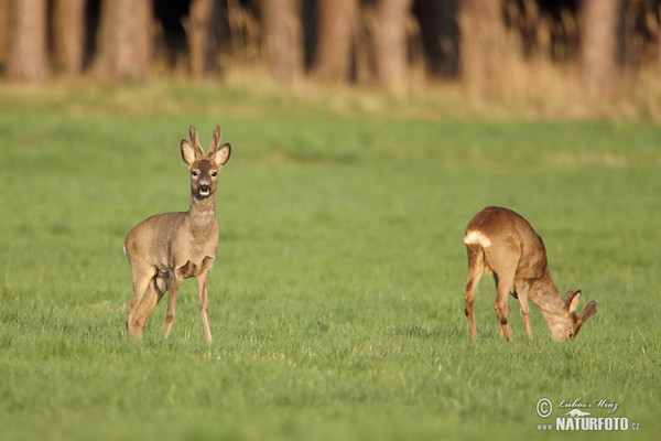 Reh (Capreolus capreolus)