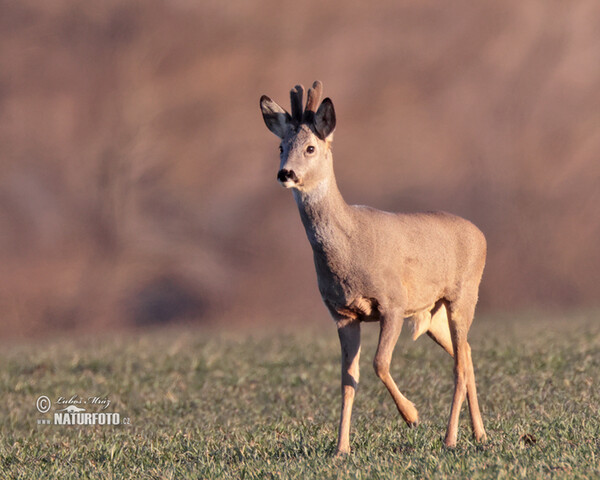 Reh (Capreolus capreolus)